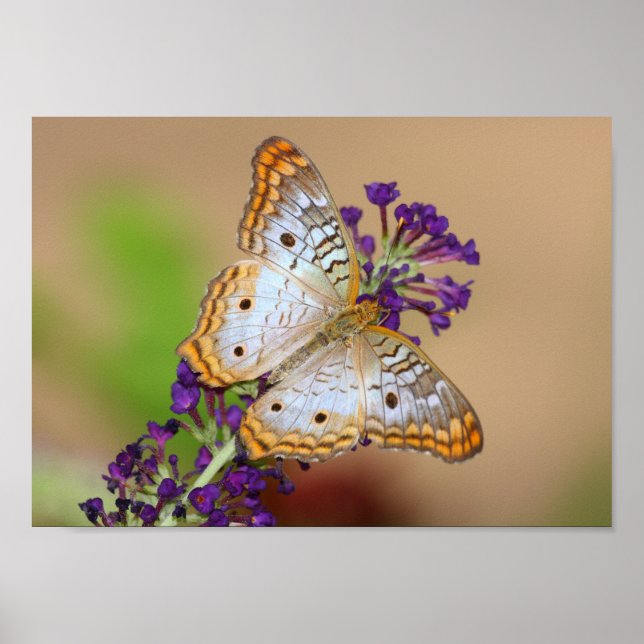 Affiches Papillon Peacock blanc sur Fleurs violettes (Devant)