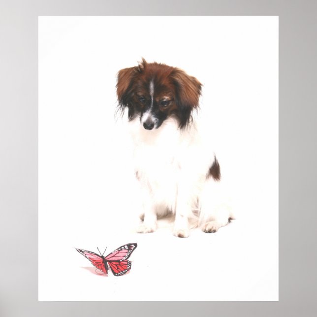 Affiches Papillon Phalene avec papillon (Devant)