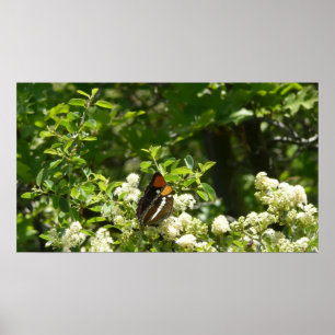 Affiches Papillon Soeur de Californie à Yosemite