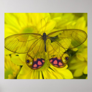Affiches Papillon sur jaune