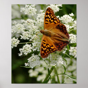 Affiches Papillon sur la dentelle de la reine Anne
