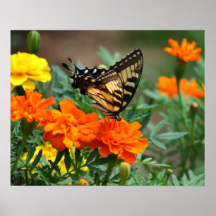 Affiches Papillon sur l'affiche des fleurs orange et jaune