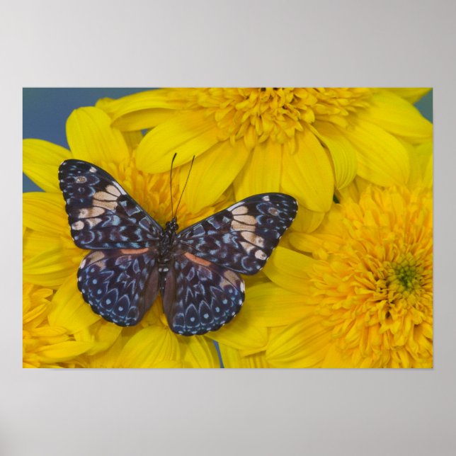 Affiches Papillon sur une fleur jaune (Devant)