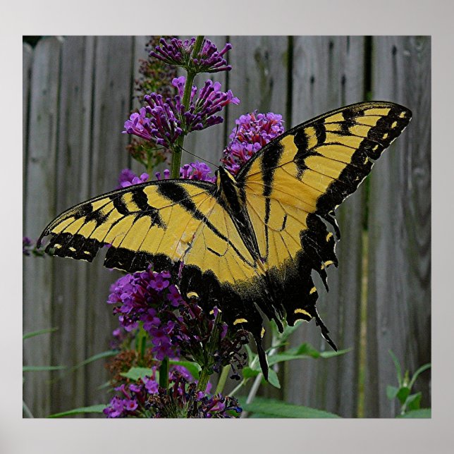 Affiches Papillon Swallowtail (Devant)