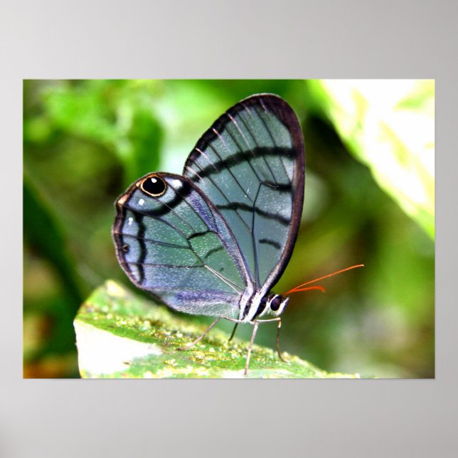 Affiches Papillon transparent bleu, Costa Rica (Devant)