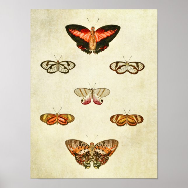Affiches Papillon vintage 315 (Devant)