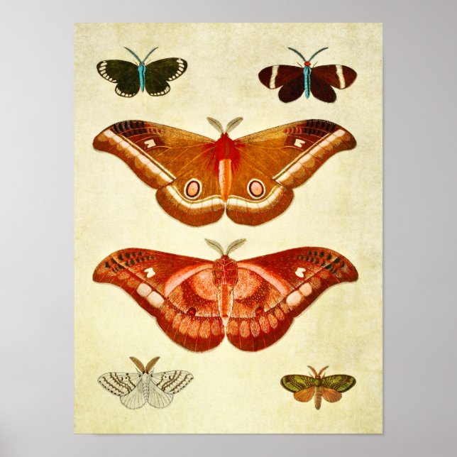 Affiches Papillon vintage 322 (Devant)