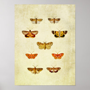 Affiches Papillon vintage 358
