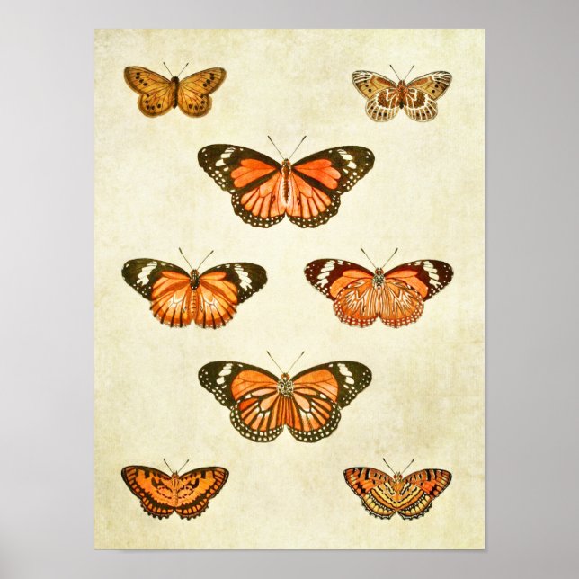 Affiches Papillon vintage 375 (Devant)