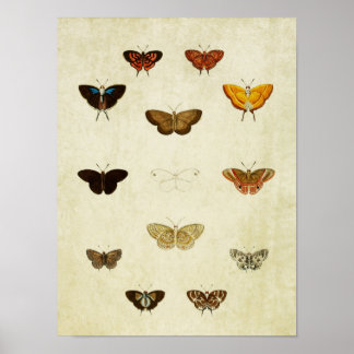 Affiches Papillon vintage 379