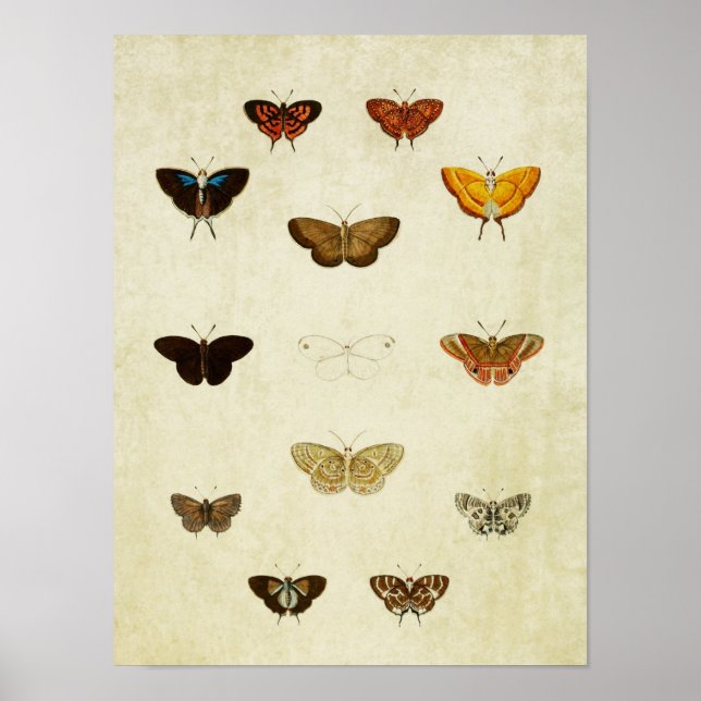 Affiches Papillon vintage 379 (Devant)