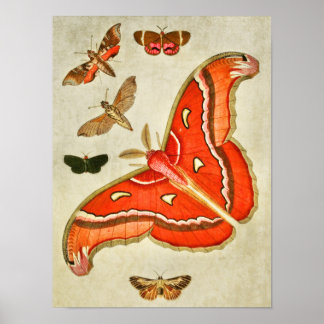 Affiches Papillon vintage 381