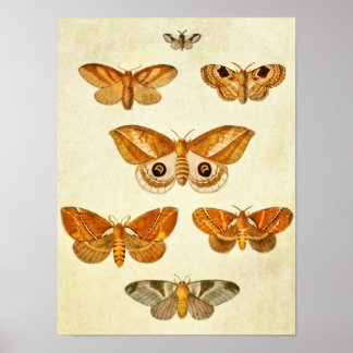 Affiches Papillon vintage 395