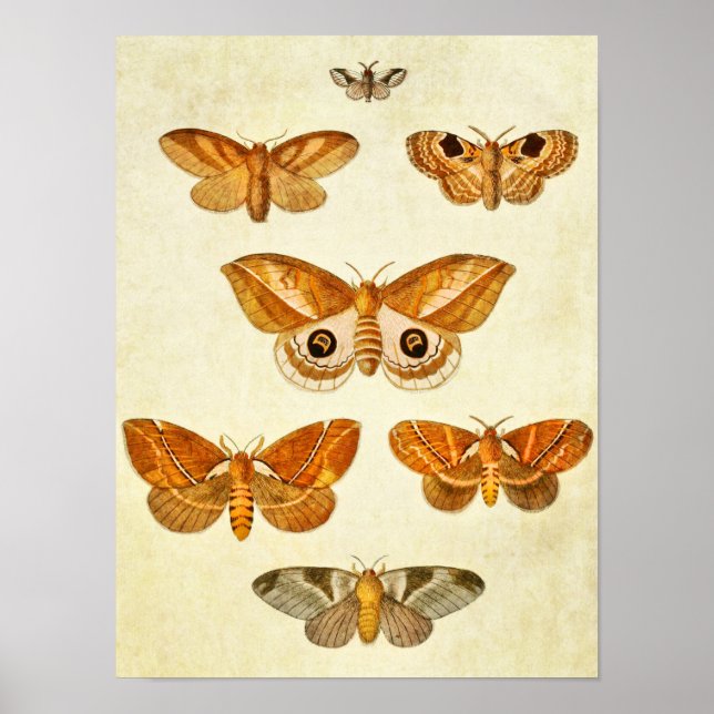 Affiches Papillon vintage 395 (Devant)