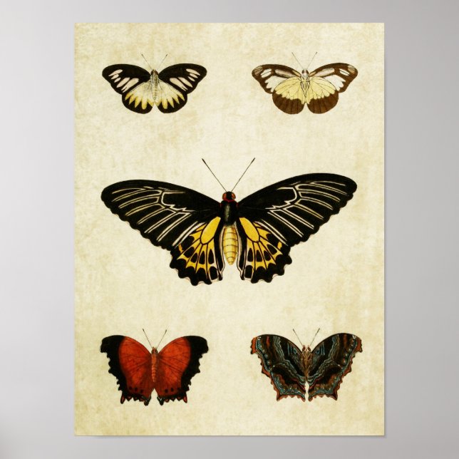 Affiches Papillon vintage imprimé 195 (Devant)
