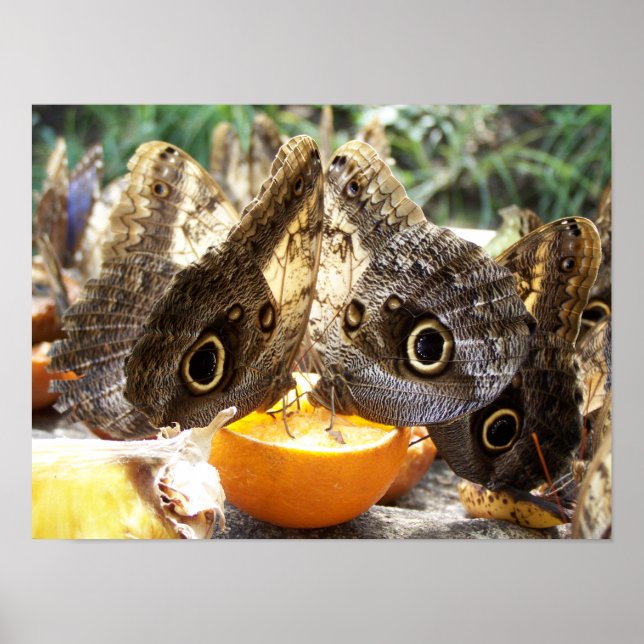 AFFICHES PAPILLONS (Devant)