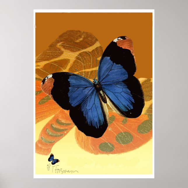 Affiches Papillons bleus caspiens sur ailes crème orange (Devant)