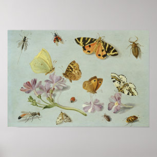 Affiches Papillons, mites et d'autres insectes