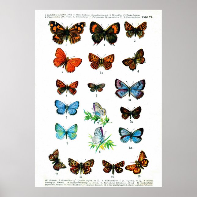Affiches Papillons vintages livre papillon empreinte insect (Devant)
