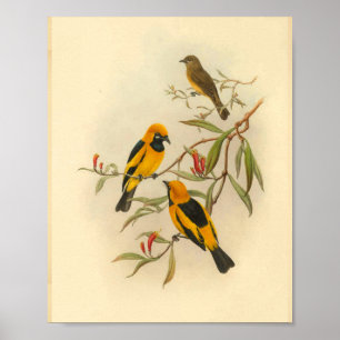 Affiches Papuan Yellow Flycatcher Bird Imprimer Vintage