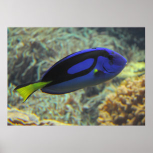 Affiches Paracanthurus hepatus