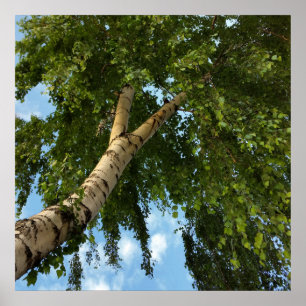 Affiches parapluie de bouleau