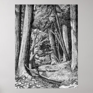 Affiches Parc de Redwood