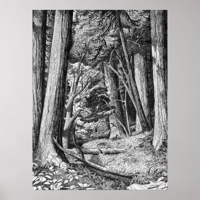 Affiches Parc de Redwood (Devant)