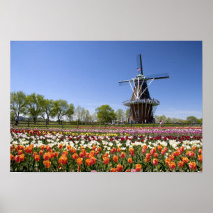 Affiches Parc de Windmill Island avec tulipes en fleurs à