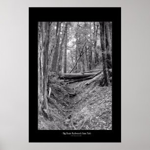 Affiches Parc d'état de Big Basin Redwoods