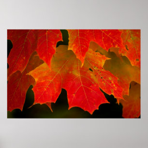 Affiches Parc d'État d'Itasca, couleurs d'automne 2