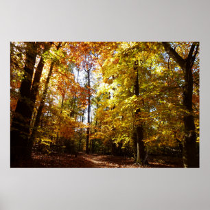 Affiches Parc Greenbelt en automne II Scène naturelle du Ma
