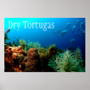 Affiches Parc national de Dry Tortugas, Coral Reef