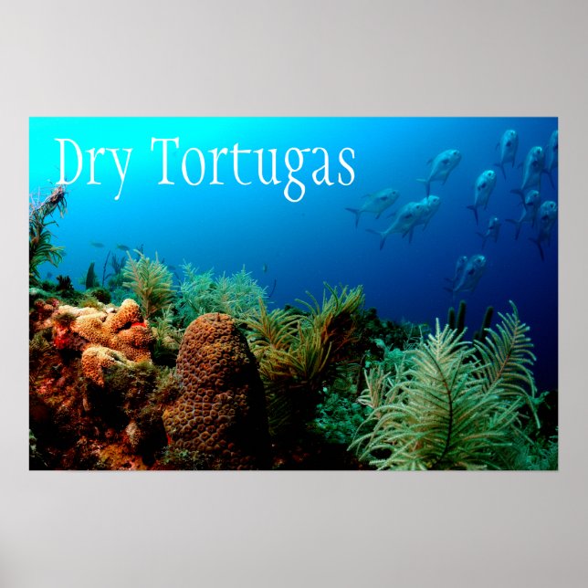 Affiches Parc national de Dry Tortugas, Coral Reef (Devant)