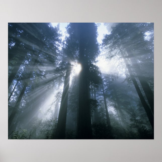Affiches Parc national de Redwood, comté de Del Norte, brum (Devant)