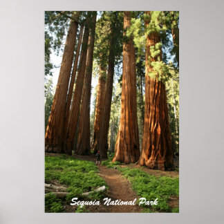 Affiches Parc national de Sequoia