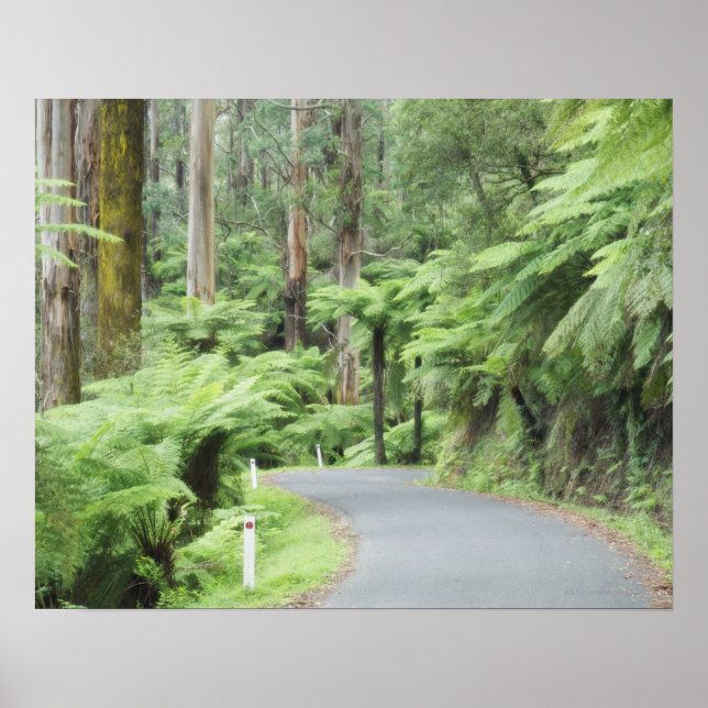 Affiches Parc national de Tarra Bulga, Strzelecki Ranges (Devant)