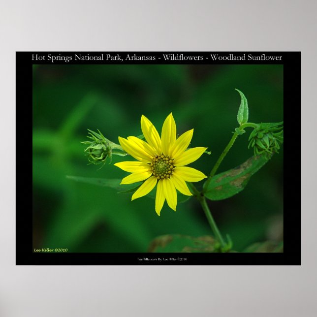 Affiches Parc national des sources chaudes Fleurs de soleil (Devant)