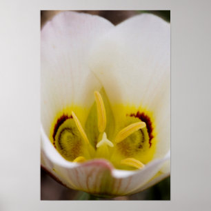 Affiches Parc national du Capitol Reef, Utah, États-Unis 2