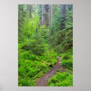 Affiches Parc national olympique, sentier forestier