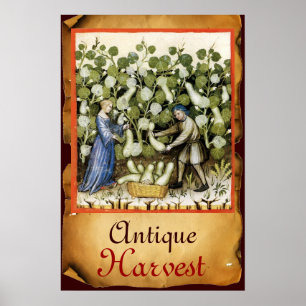 AFFICHES PARCHEMIN DE RÉCOLTE DE COURGE ANTIQUE