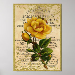 Affiches Parfum antique de roses jaunes