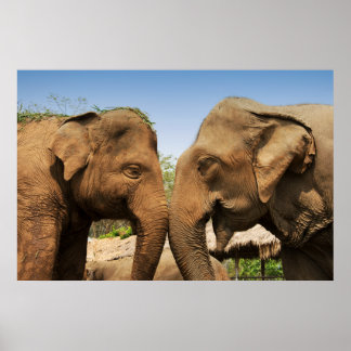 Affiches Parler d'éléphants à Chiang Mai Thaïlande