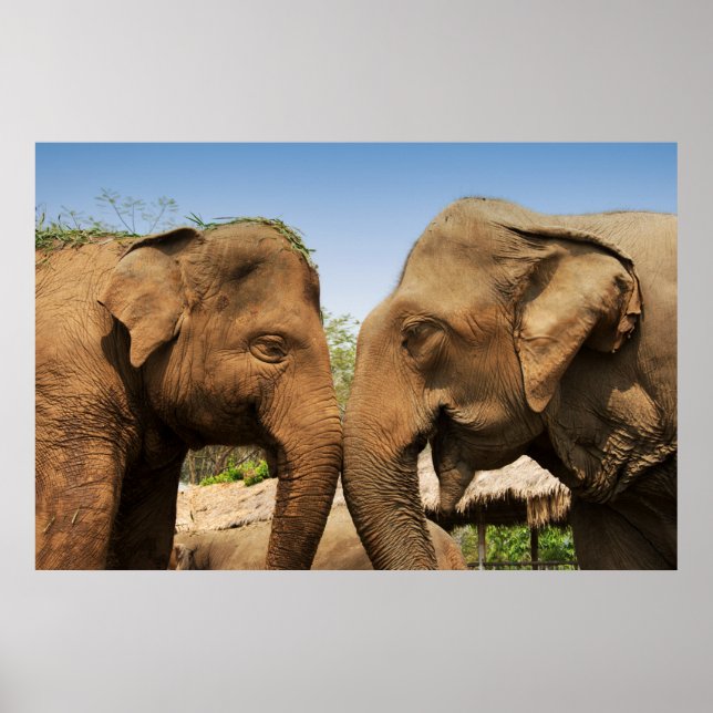 Affiches Parler d'éléphants à Chiang Mai Thaïlande (Devant)