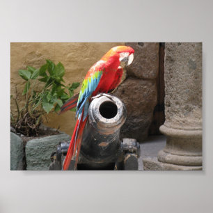 Affiches Parrot Sitting On Cannon