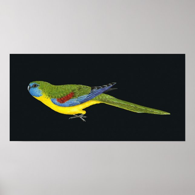 Affiches Parrot Turquoise - Neophema pulchella (Devant)