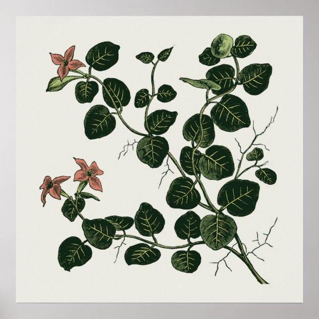 Affiches Partridgeberry (Devant)
