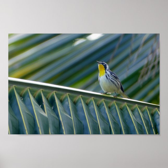 Affiches Paruline à gorge jaune dans un palmier (Devant)