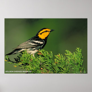 Affiches Paruline à joues d'or