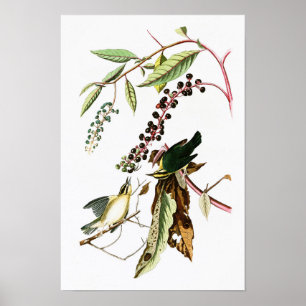 Affiches Paruline John Audubon Oiseaux d'Amérique